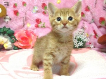 オシキャット【北海道・男の子・2014年9月18日・シナモンスポテッドタビー】の写真「犬の魂を宿した猫☆人気のシナモン☆超優良血統」