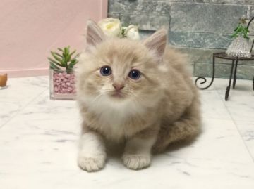 マンチカン(長足)【北海道・男の子・2018年6月29日・クリームタビー（ロングヘア）】の写真「優しい色合いの男の子」