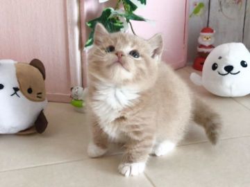 マンチカン(短足)【北海道・女の子・2017年12月7日・クリームタビー&ホワイト】の写真「まるまる短足クリームのマンチカン☆こてつの子☆」