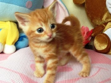 マンチカン【北海道・女の子・2013年9月4日・レッドクラシックタビー】の写真「お父さんはダブルチャンピオン！！」