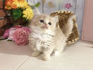 マンチカン(短足)【北海道・男の子・2017年11月3日・クリームタビー&ホワイト（ロングヘア）】の写真「短足クリームのマンチカン☆モコモコのロングヘア☆」