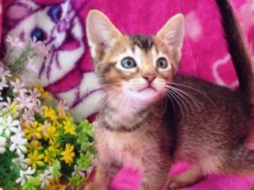 オシキャット【北海道・男の子・2013年6月18日・タウニースポテッドタビー】の写真「父親グランドチャンピオン！！」