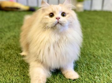 サイベリアン【北海道・男の子・2020年1月22日・クリームタビー（ロングヘア（トリプルコート））】の写真「☆ノーカット神メソッド動画☆東京仙台大阪福岡可」