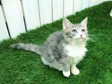 ラパーマ【北海道・女の子・2016年12月2日・ブルー&ホワイト（ロングヘア）】の写真「超希少☆一眼オッドアイ☆高級巻き毛の女の子」