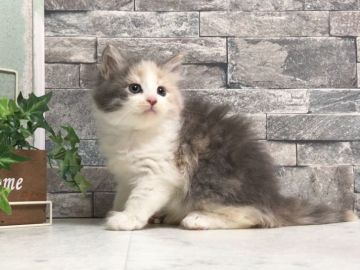 サイベリアン【北海道・女の子・2017年6月13日・ダイリュートキャリコ（ロングヘア（トリプルコート））】の写真「パパはサイベリアンブーム創出のサンクトペテルブルク」