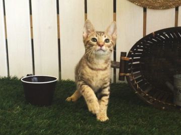 オシキャット【北海道・男の子・2016年4月22日・チョコレートスポッテッド（ショート）】の写真「チョコスポットの男の子☆パパは最高位のムーンくん」