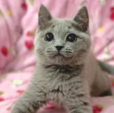 シャルトリュー