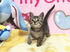 ロシアン×メインクーン系【北海道・女の子・2015年3月30日・ブラウンマッカレルタビー】の写真1