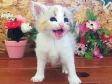 サイベリアン【北海道・女の子・2016年5月19日・三毛(キャリコ)】の写真1