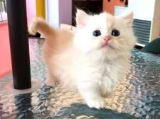 ミヌエット【北海道・男の子・2017年11月8日・シェルカメオ】の写真1「12月19日撮影」