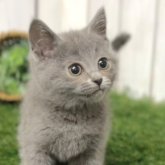 シャルトリュー