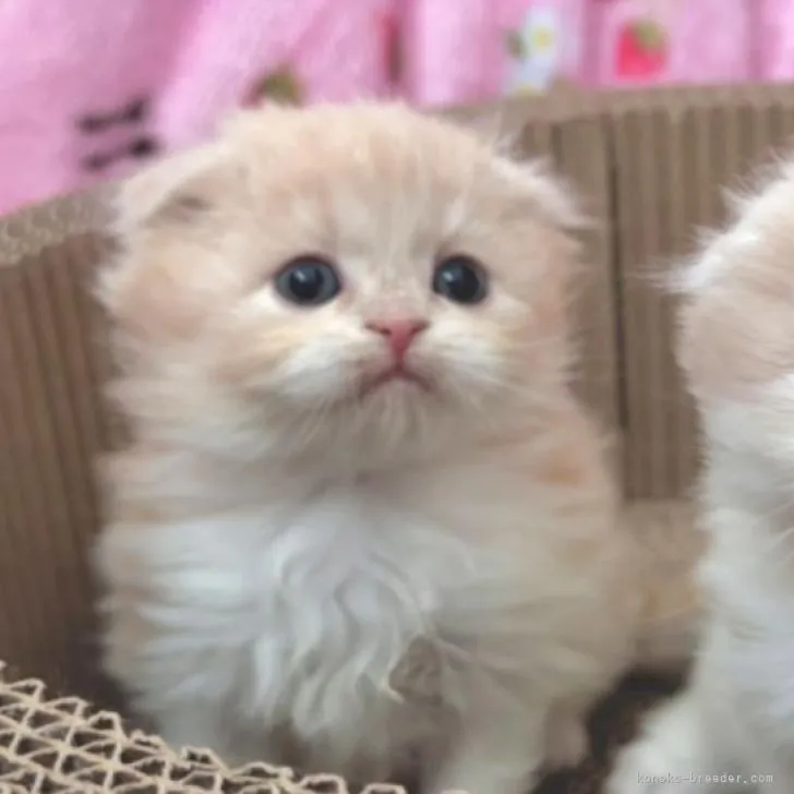 ID：2212-00996の子猫