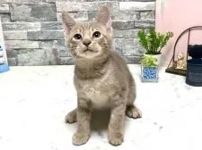 オシキャット【北海道・男の子・2021年4月16日・ラベンダースポッテッドタビー】の写真2