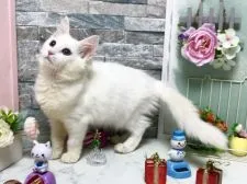 メインクーン【北海道・女の子・2017年9月9日・ホワイト】の写真2「12月10日撮影」