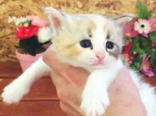 サイベリアン【北海道・女の子・2016年5月19日・三毛(キャリコ)】の写真2