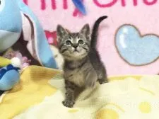 ロシアン×メインクーン系【北海道・女の子・2015年3月30日・ブラウンマッカレルタビー】の写真2