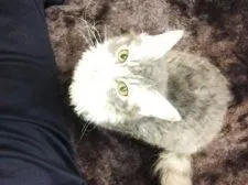 ラパーマ【北海道・女の子・2016年3月16日・ブルーマッカレルタビー&ホワイト】の写真2「常に傍で寄り添っています。」