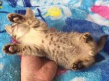 オシキャット【北海道・男の子・2015年1月16日・チョコレートスポテッドタビー】の写真3