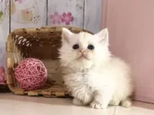 ミヌエット【北海道・男の子・2017年11月8日・シェルカメオ】の写真3「12月16日撮影」