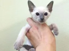 シャム(サイアミーズ)【北海道・男の子・2015年6月11日・ブルーポイント】の写真3