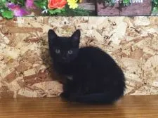 ロシアン×ペルシャ系【北海道・男の子・2015年7月9日・ブラック(ソリッド)】の写真3