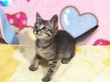 ロシアン×メインクーン系【北海道・女の子・2015年3月30日・ブラウンマッカレルタビー】の写真4