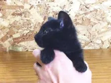 ロシアン×ペルシャ系【北海道・男の子・2015年7月9日・ブラック(ソリッド)】の写真4