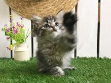 サイベリアン【北海道・男の子・2018年11月27日・ブラウンマッカレルタビー】の写真4