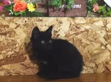 ロシアン×ペルシャ系【北海道・男の子・2015年7月9日・ブラック(ソリッド)】の写真5