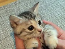 マンチカン【北海道・女の子・2016年12月13日・シルバーパッチドマッカレルタビー&ホワイト】の写真5