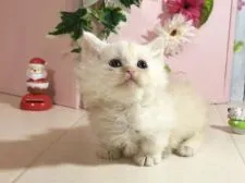 ミヌエット【北海道・男の子・2017年11月8日・シェルカメオ】の写真5