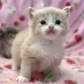 マンチカン(長足)【北海道・男の子・2025年8月18日・クリームタビー&ホワイト】の写真6