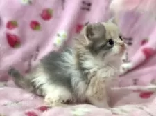 ラガマフィン【北海道・女の子・2025年9月27日・ダイリュートキャリコ】の写真7