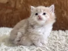 マンチカン(短足)【北海道・男の子・2025年8月18日・クリームタビー&ホワイト】の写真5