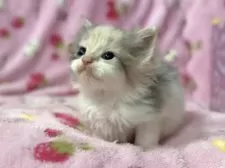 ラガマフィン【北海道・女の子・2025年9月27日・ダイリュートキャリコ】の写真2