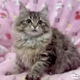 サイベリアン【北海道・女の子・2025年4月28日・ブラウンマッカレルタビー】の写真5