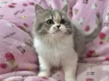 スコティッシュフォールド(立ち耳)【北海道・女の子・2025年7月10日・ブルーパッチトタビー&ホワイト】の写真3