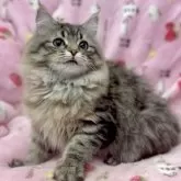 サイベリアン【北海道・女の子・2025年4月28日・ブラウンマッカレルタビー】の写真2