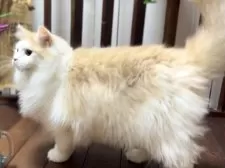 サイベリアン【北海道・男の子・2025年2月18日・クリームタビー&ホワイト】の写真4