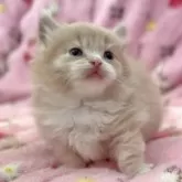 マンチカン(短足)【北海道・男の子・2025年8月18日・クリームタビー&ホワイト】の写真6