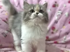 スコティッシュフォールド(立ち耳)【北海道・女の子・2025年7月10日・ブルーパッチトタビー&ホワイト】の写真6