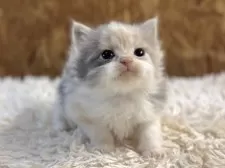 ラガマフィン【北海道・女の子・2025年9月27日・ダイリュートキャリコ】の写真5