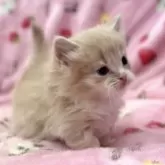 マンチカン(短足)【北海道・男の子・2025年8月18日・クリームタビー&ホワイト】の写真7