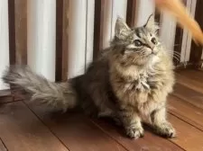 サイベリアン【北海道・男の子・2025年4月28日・ブラウンマッカレルタビー】の写真3