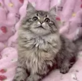 サイベリアン【北海道・女の子・2025年4月28日・ブラウンマッカレルタビー】の写真6