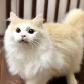 サイベリアン【北海道・男の子・2025年2月18日・クリームタビー&ホワイト】の写真3