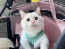 ミヌエット(短足)【北海道・男の子・2024年12月1日・フレイムリンクスポイント】の写真2