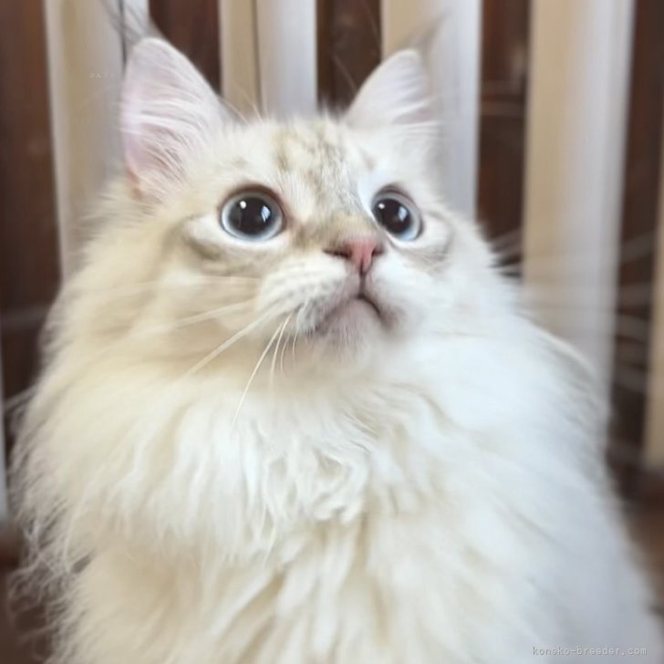 ブリーダー画像