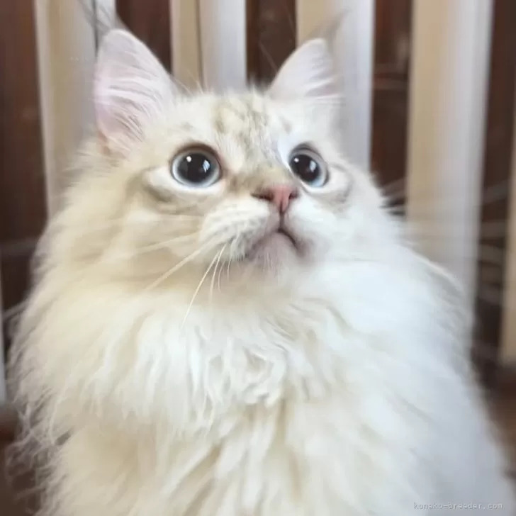 サイベリアン【北海道・男の子・2024年3月16日・ブルーリンクスポイント】の写真1「夏毛真っ只中これから冬にかけて毛量アップ」