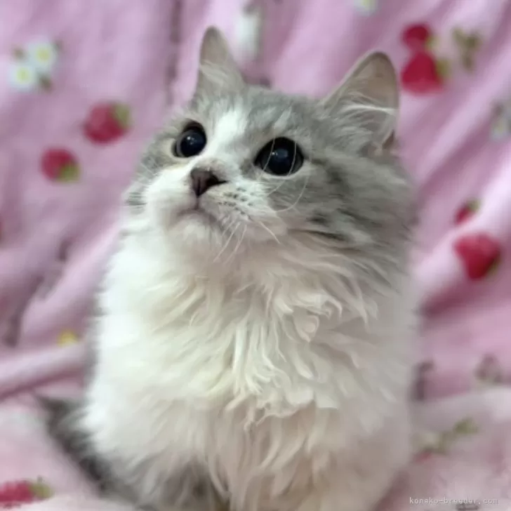 Y.C 様のお迎えした子猫